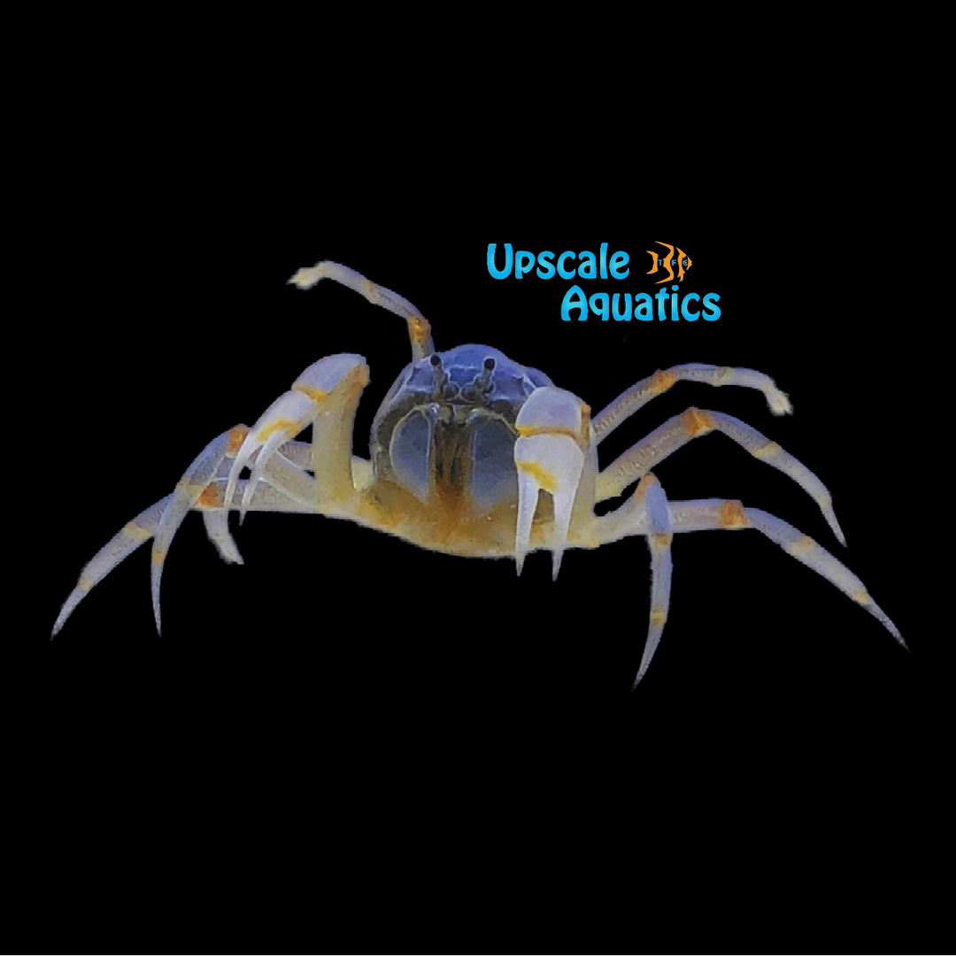 Soldier Crab (Mictyris longicarpus)