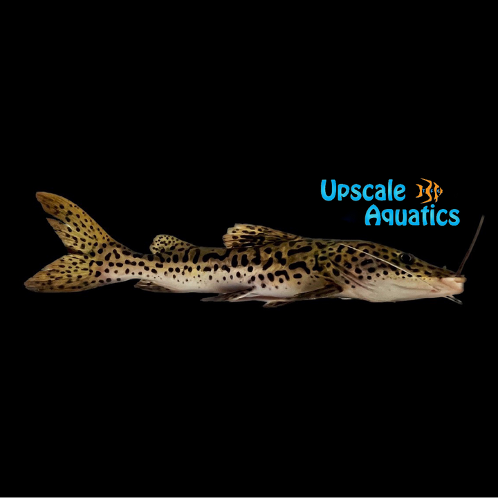 Redtail x Tiger Shovelnose Hybrid Catfish (Phractocephalus hemioliopterus x Pseudoplatystoma fasciatum)