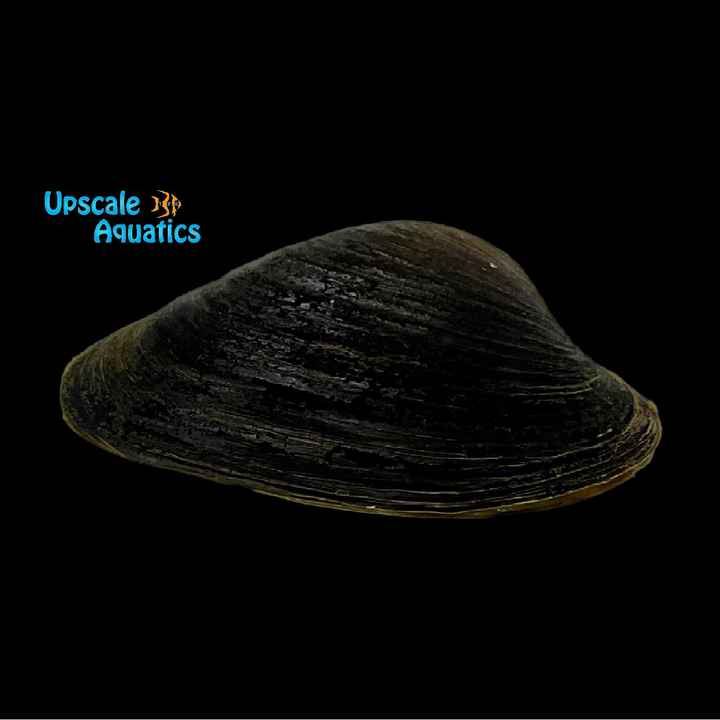 Black Freshwater Clam (Polymesoda sp.)