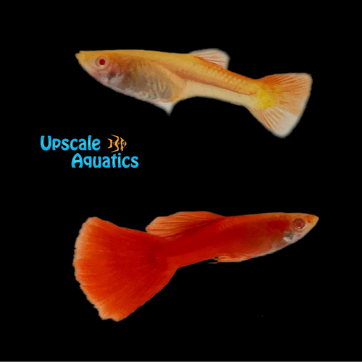Albino Full Red Guppy (Poecilia reticulata)