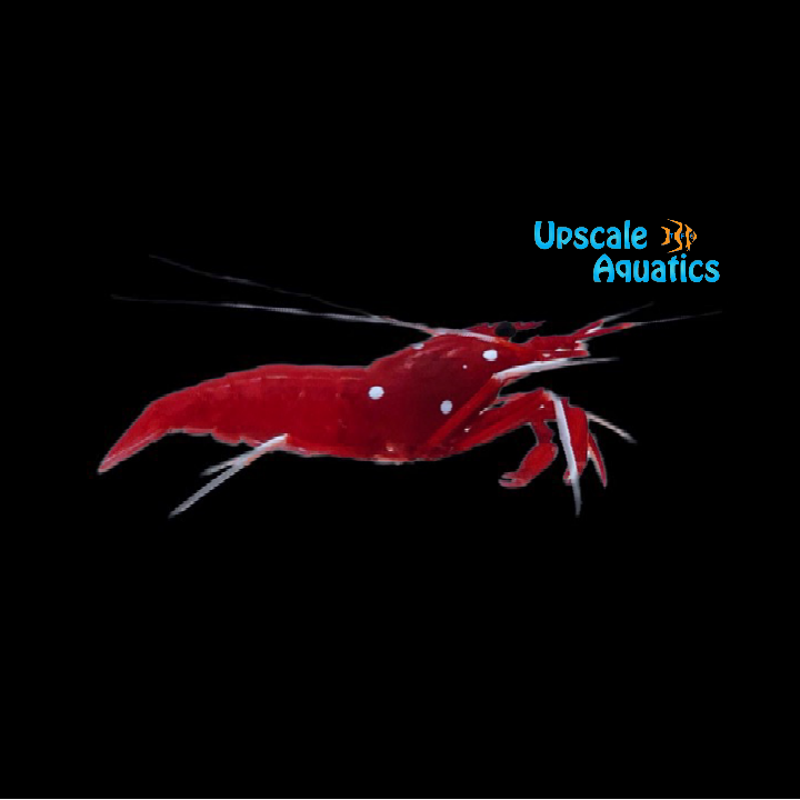 Fire Shrimp (Lysmata debelius)