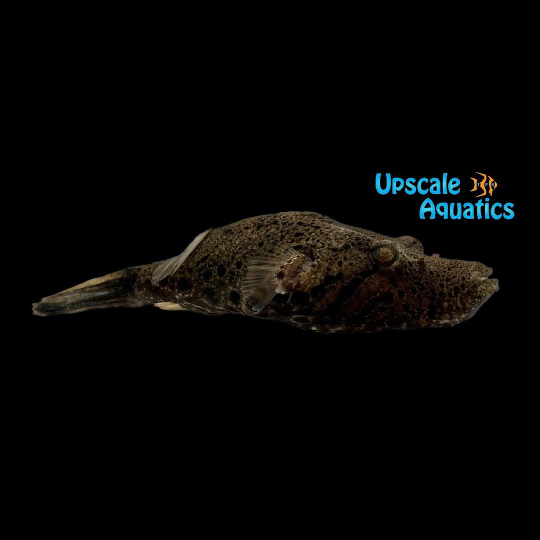 Pignose 'Arrowhead' Puffer (Pao suvattii)