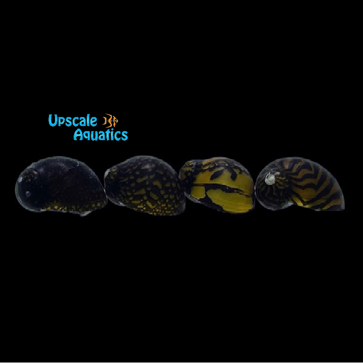 Batik Nerite Snail (Neritina variegated)