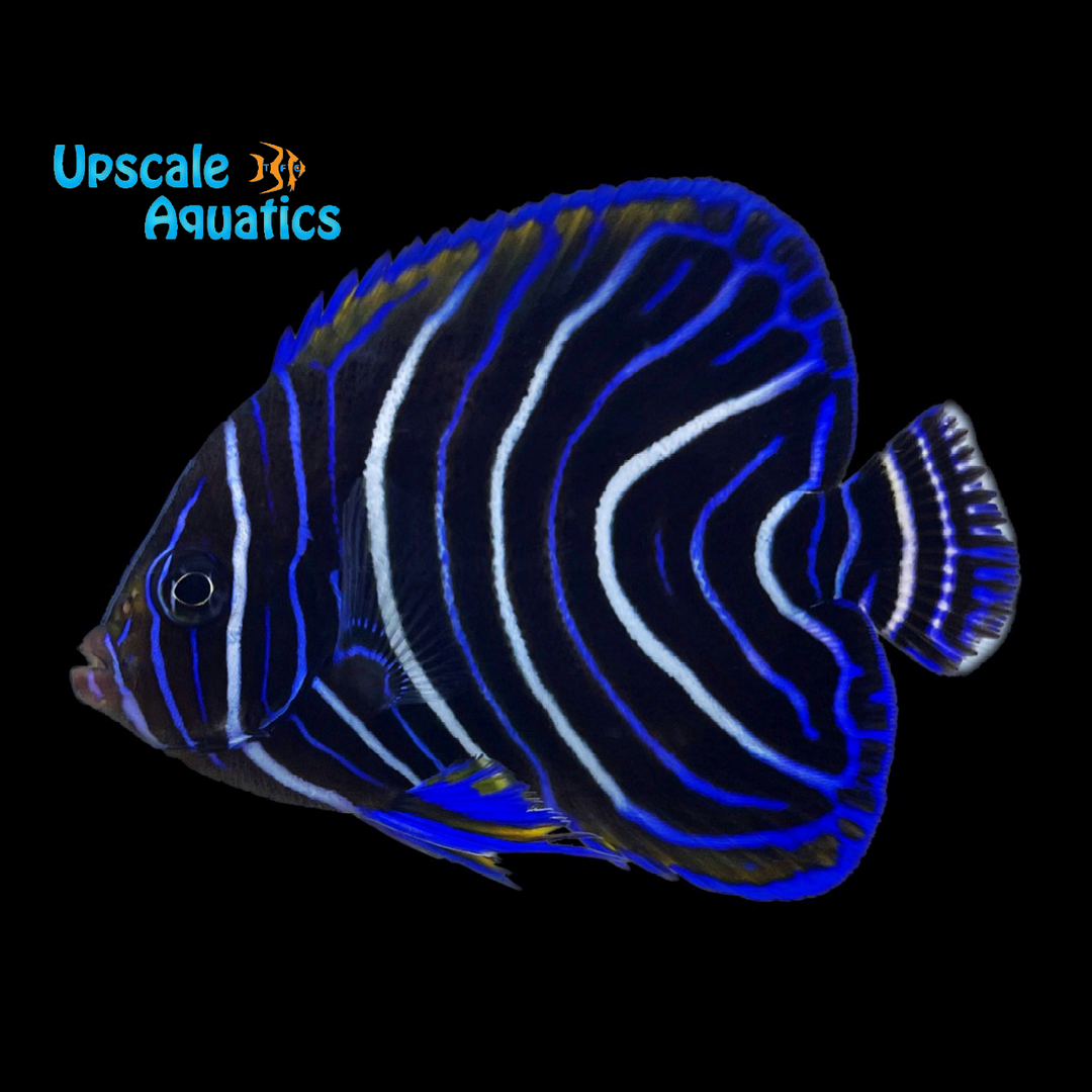 Koran Angelfish - Juvenile (Pomacanthus semicirculatus)