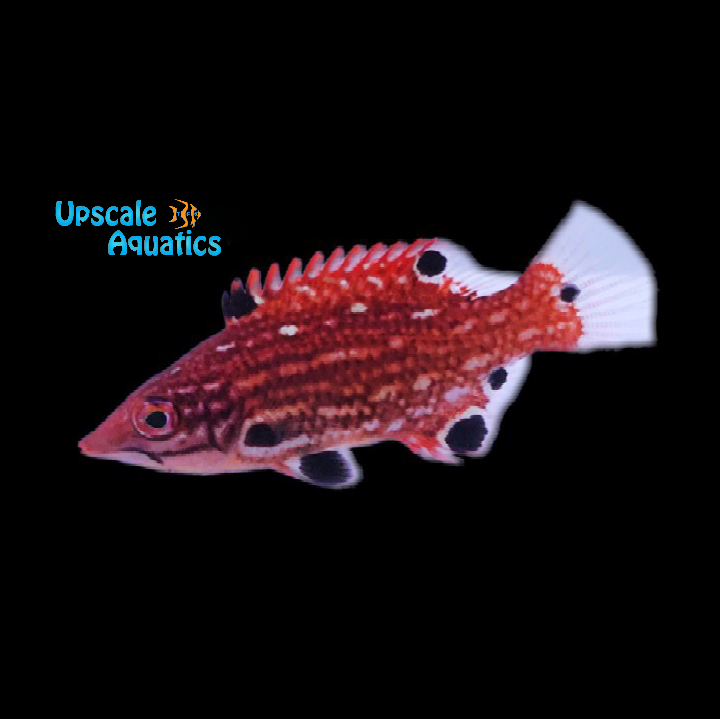 Diana Hogfish - Juvenile (Bodianus diana)