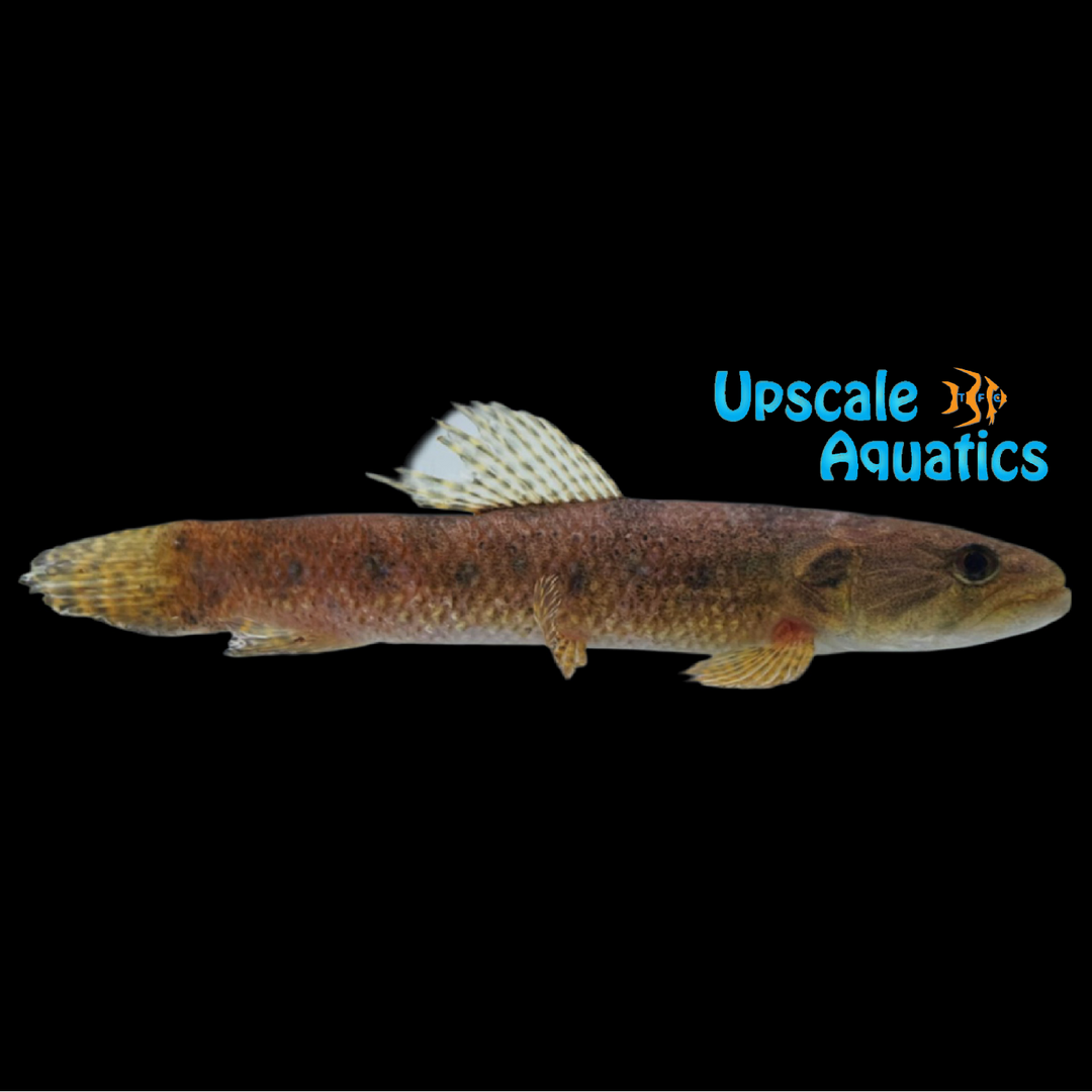 Argentina Wolf Fish (Hoplias mbigua)