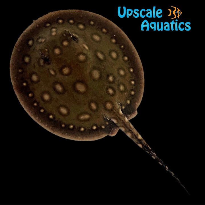 Black Diamond x Motoro Stingray Hybrid - Captive Bred (Potamotrygon leopoldi x Potamotrygon motoro)