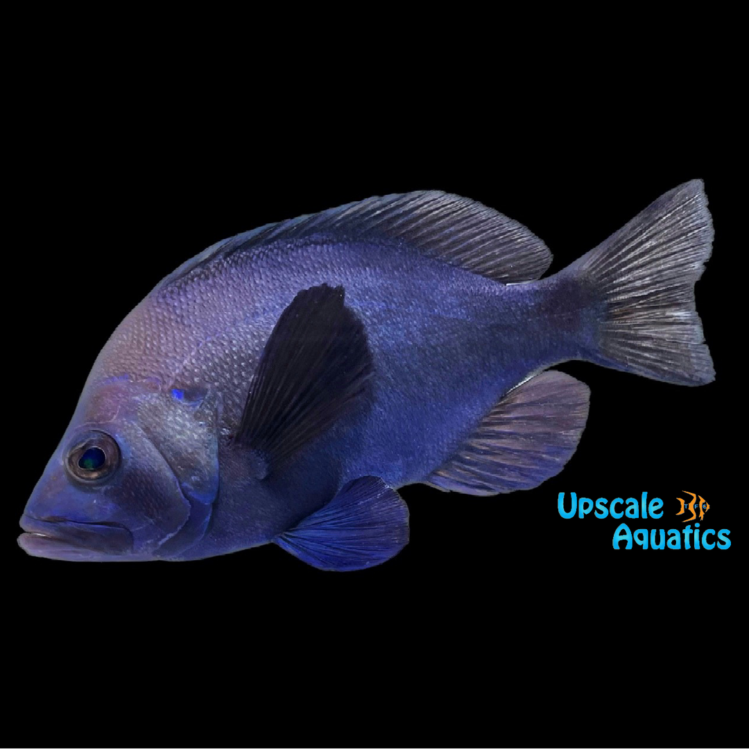 Black Hamlet (Hypoplectrus nigricans)