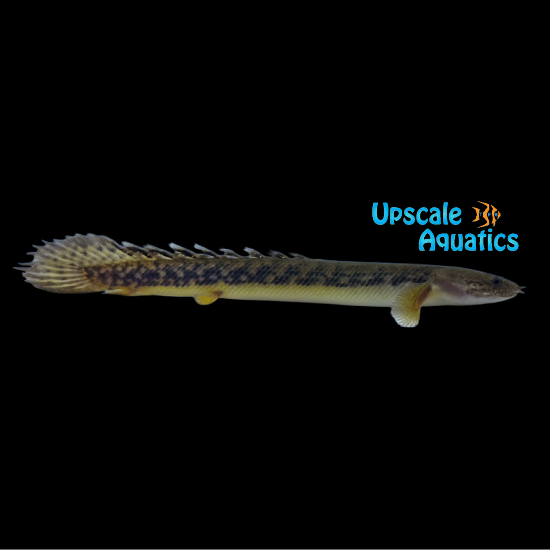 Cross River Bichir (Polypterus teugelsi)