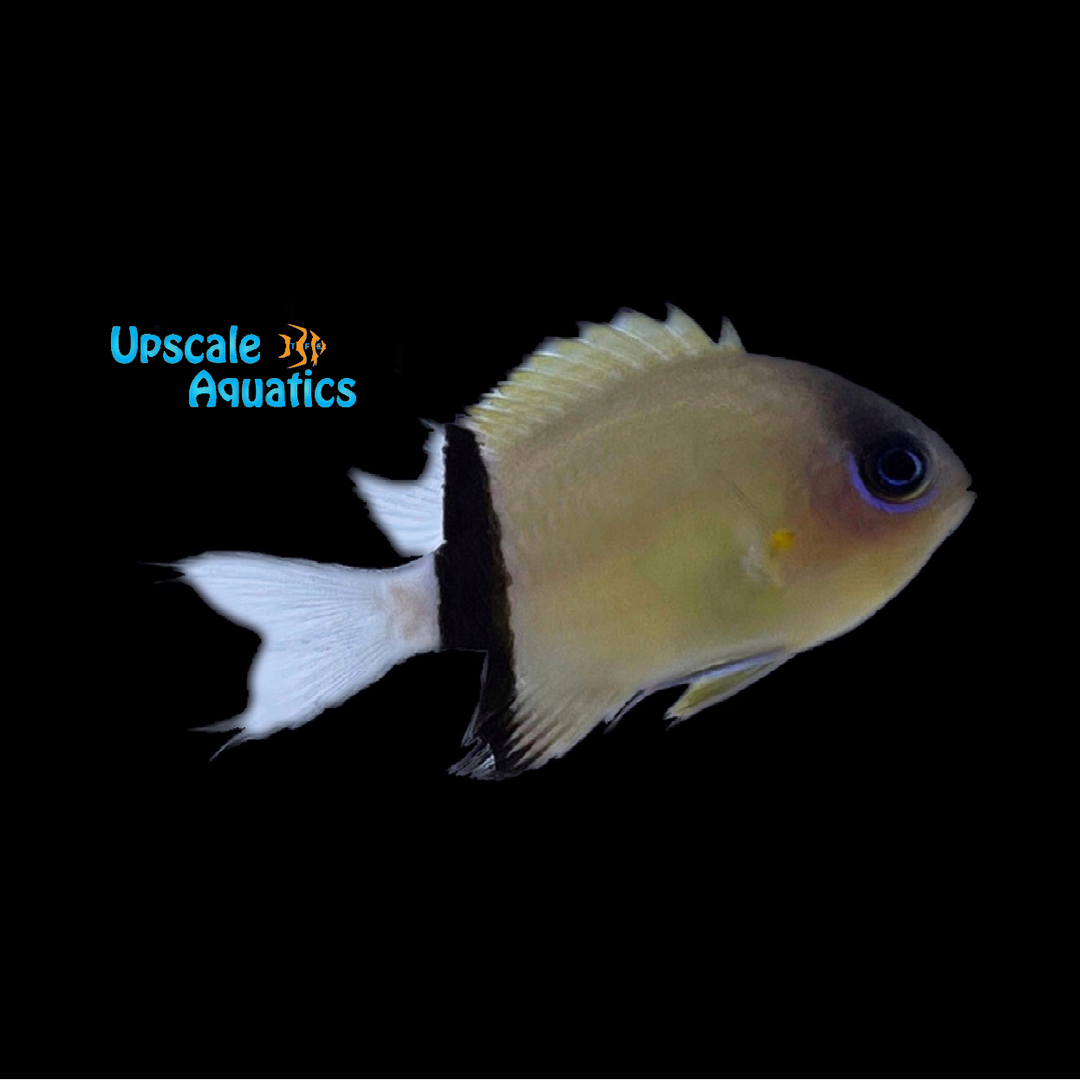 Black Bar Chromis (Chromis retrofasciata)