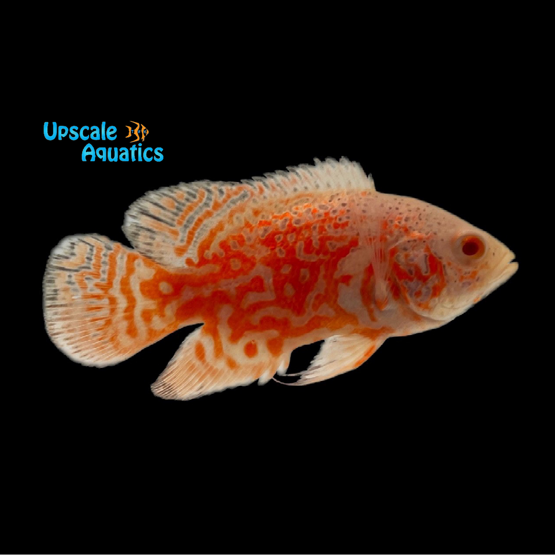 Albino Red Tiger Nemo Oscar (Astronotus ocellatrus)