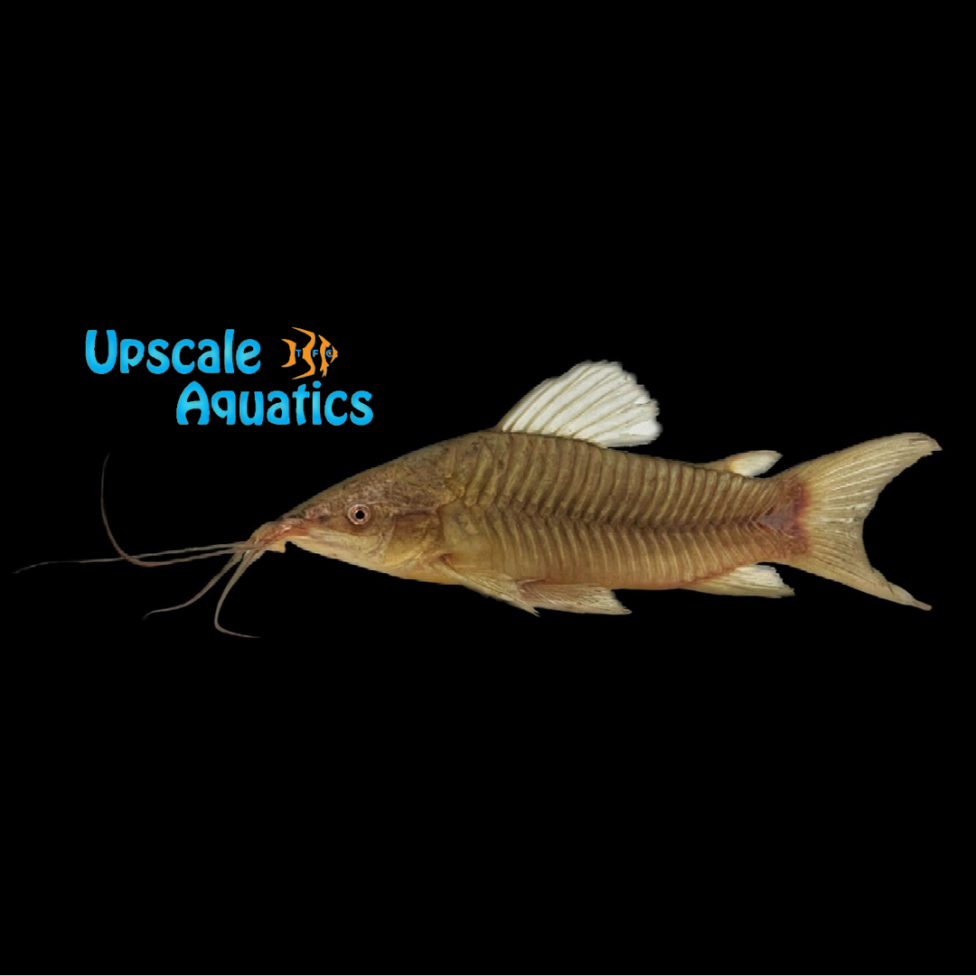 Hoplo Catfish (Hoplosternum littorale)