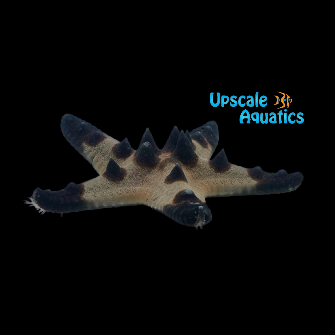 Chocolate Chip Starfish (Protoreaster nodosus)