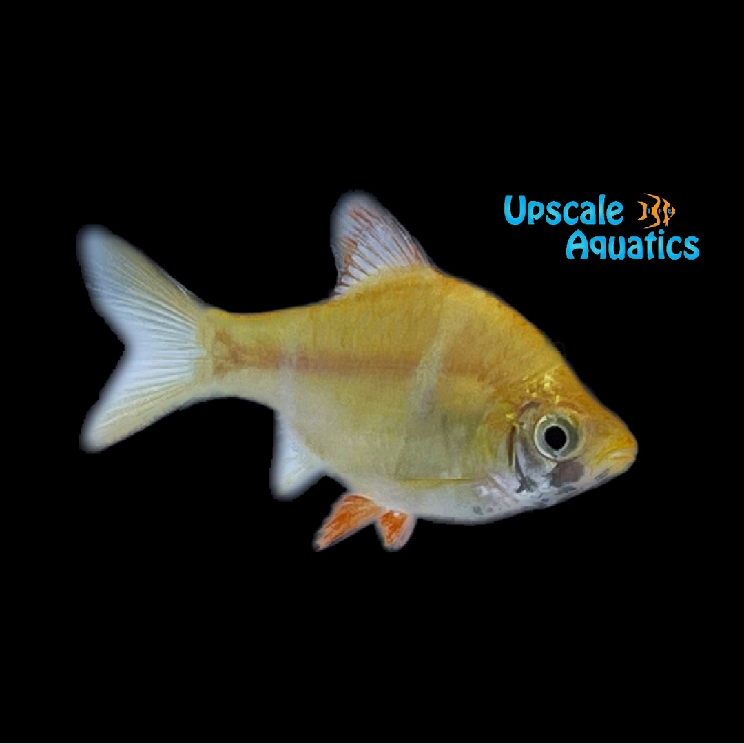 Albino Tiger Barb (Puntigrus tetrazona albino)