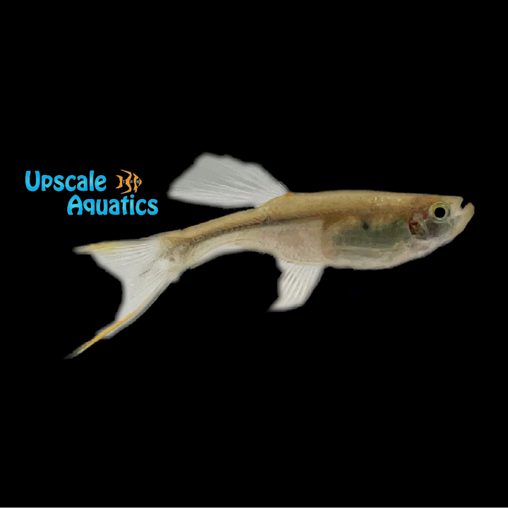 Swordtail Tetra (Corynopoma riisei)