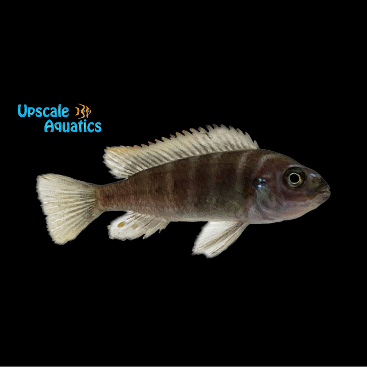 Ndonga Deep Cichlid (Cynotilapia zebroides 'Ndonga Deep')