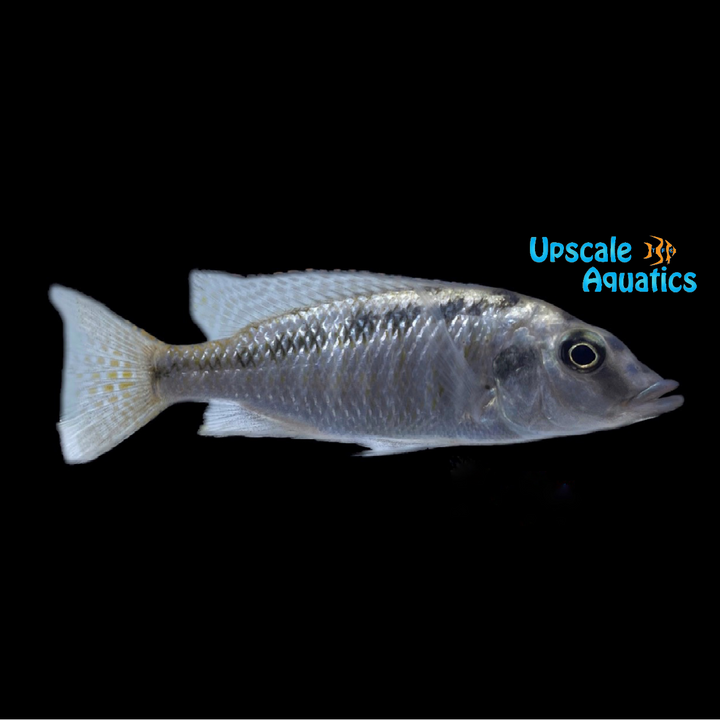 Malawi Gar (Lichnochromis acuticeps)