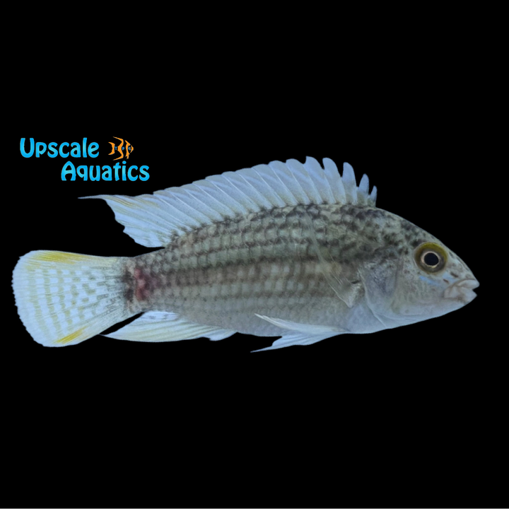 Apisto. Tucurui (Apistogramma tucurui)