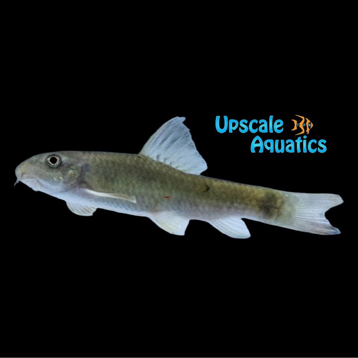 Pedicure Fish (Garra rufa)