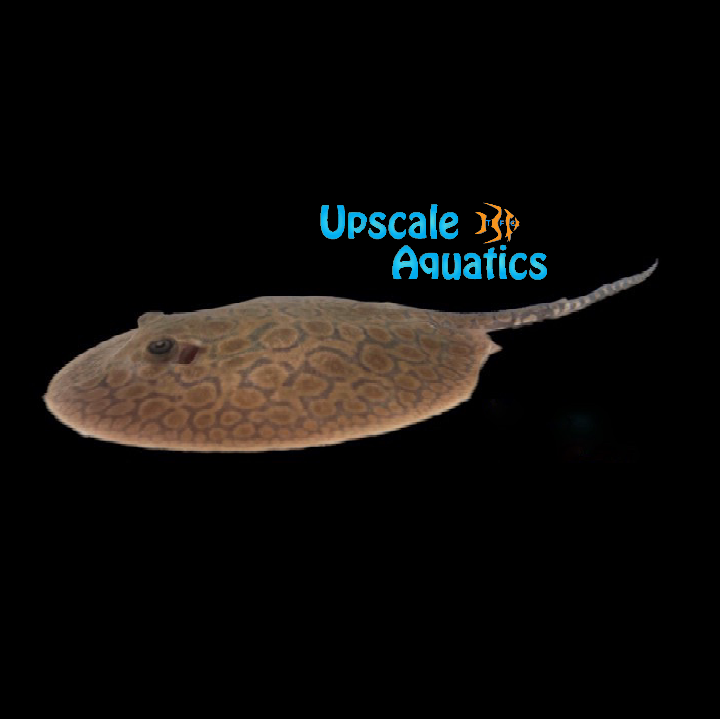 Hybrid Motoro Stingray - Captive Bred (Potamotrygon sp.)