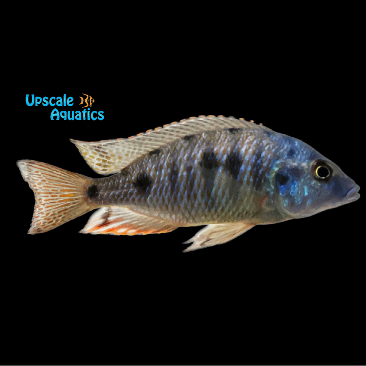 Assorted Hybrid Haplochromis (Protomelas sp. x)