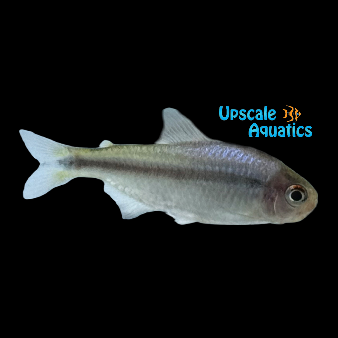 Blue Black Stripe Tetra (Hyphessobrycon melanostichos)