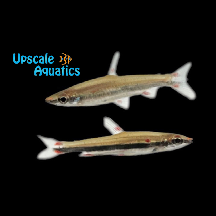 Trifasciatus Pencilfish (Nannostomus trifasciatus)