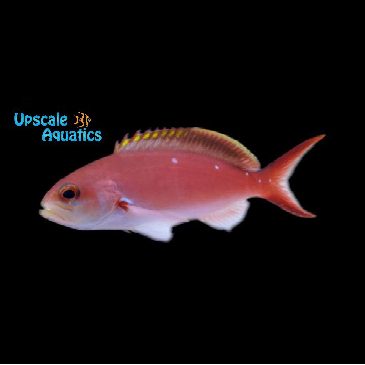 Creole Anthias (Paranthias colonus)