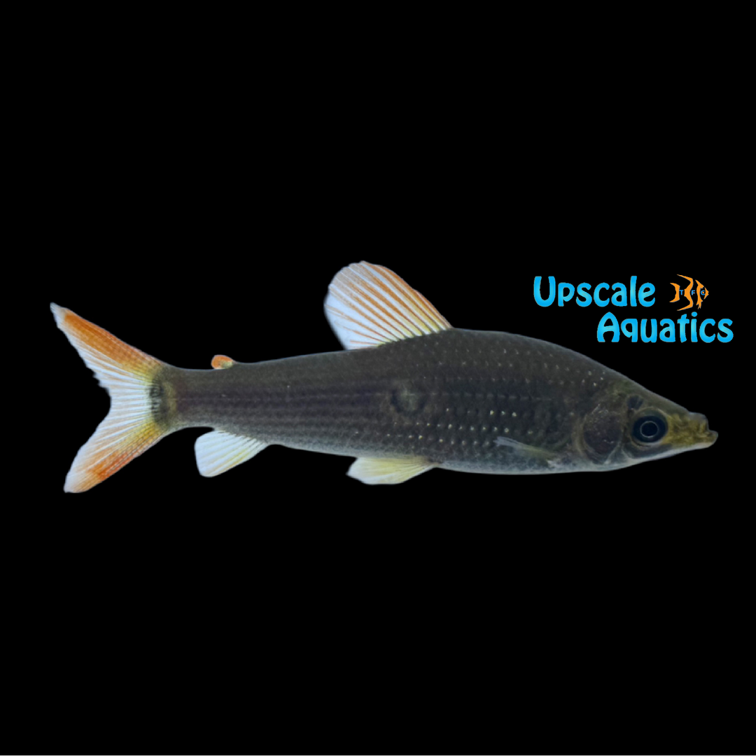 Threespot Headstander (Pseudanos trimaculatus)