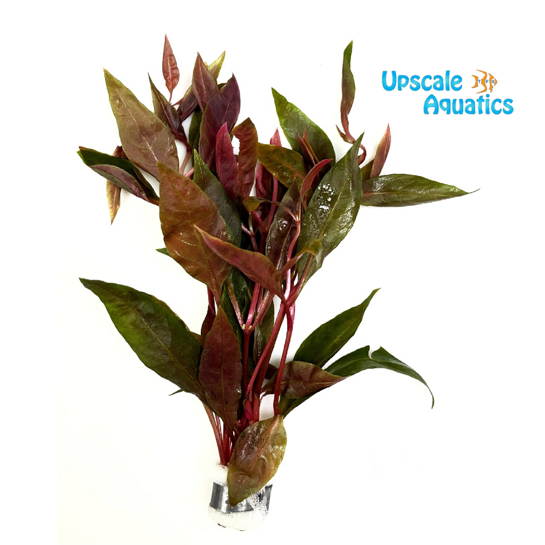 Alternanthera Reineckii 'Rosaefolia'