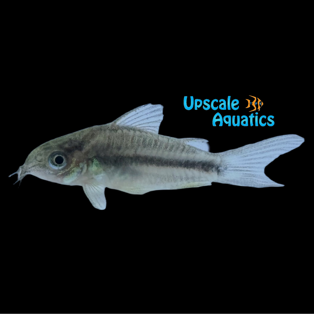 Road Dwarf Cory (Corydoras baderi)