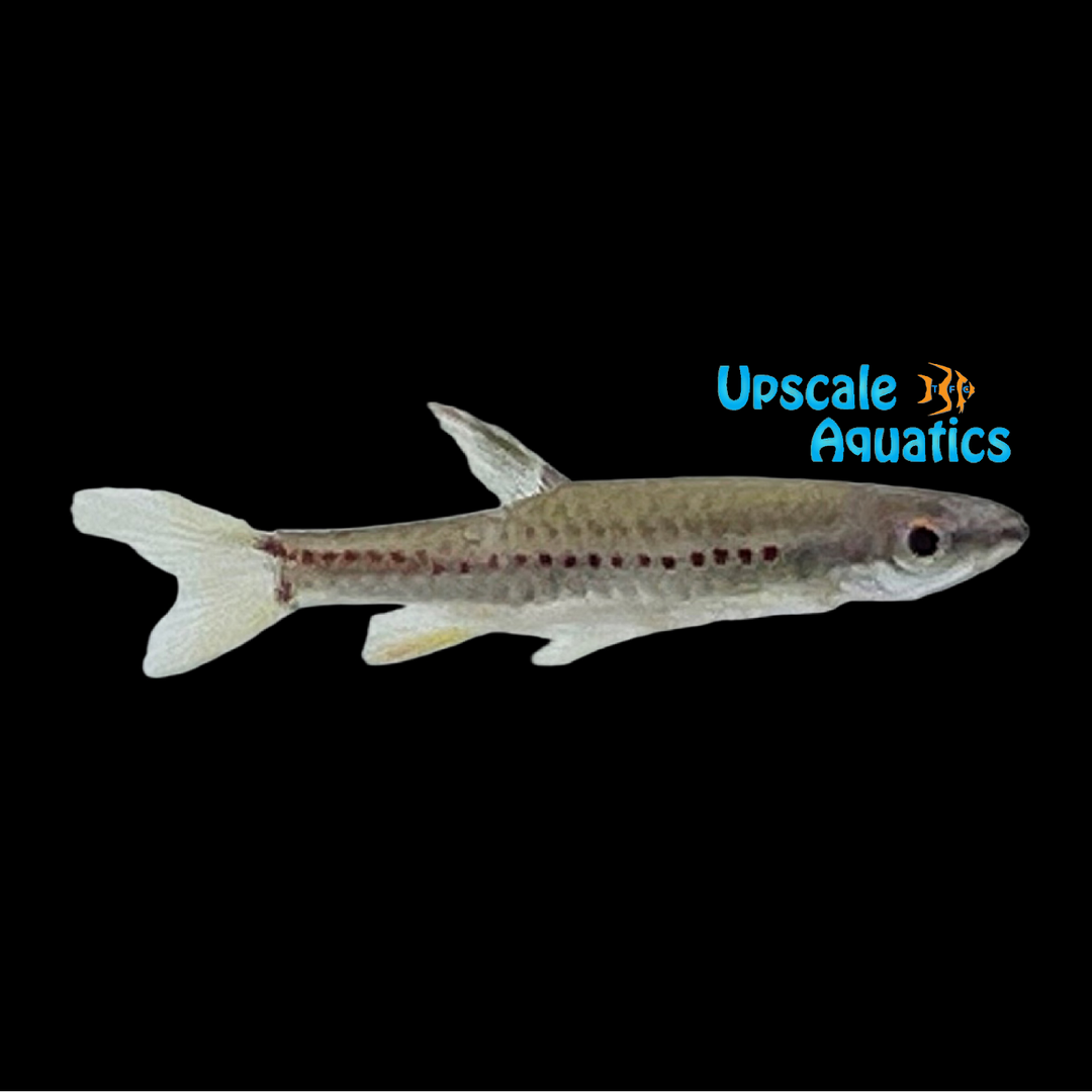Red Line Splash Tetra (Copella nattereri)