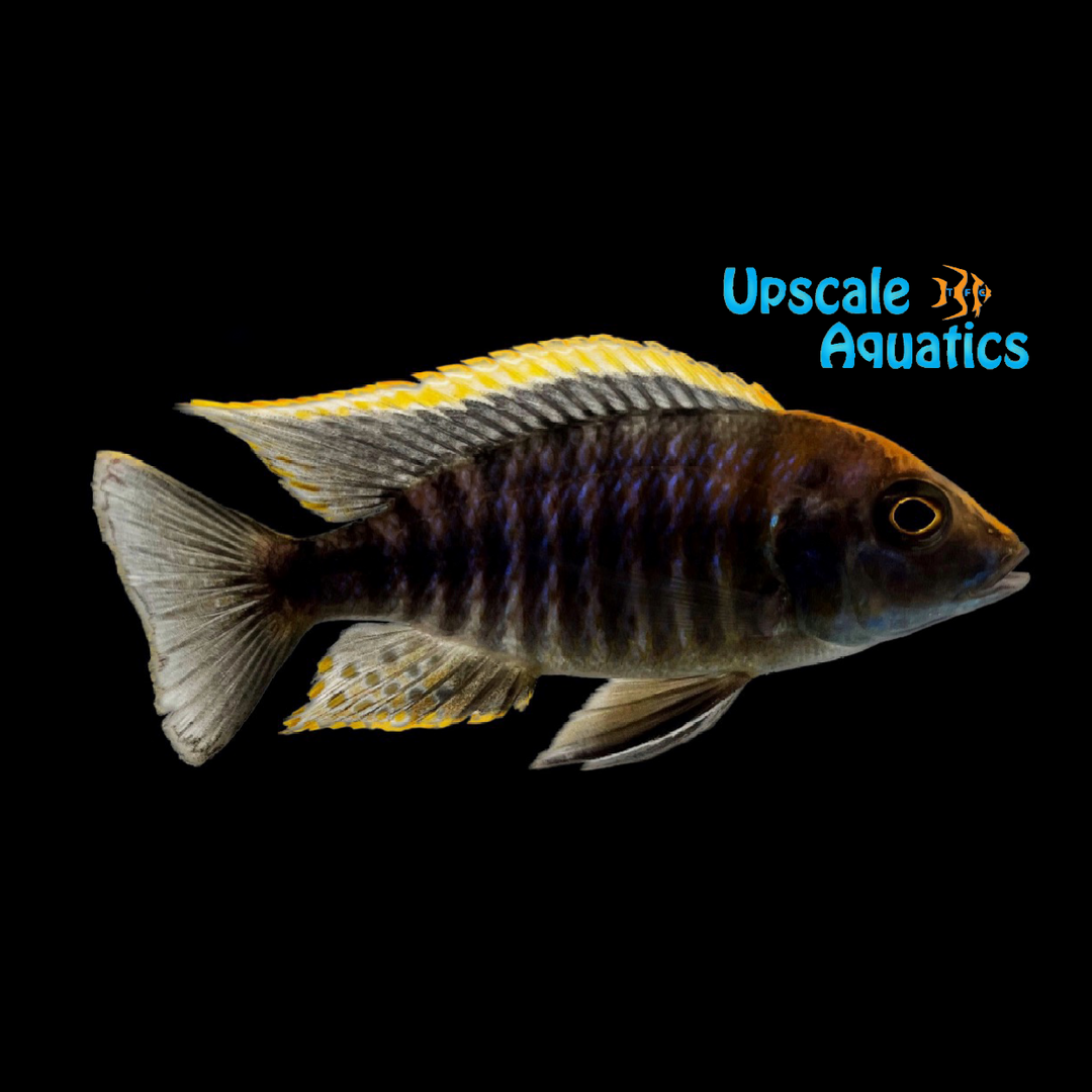 Sulphur Head Peacock Cichlid (Aulonocara maylandi)