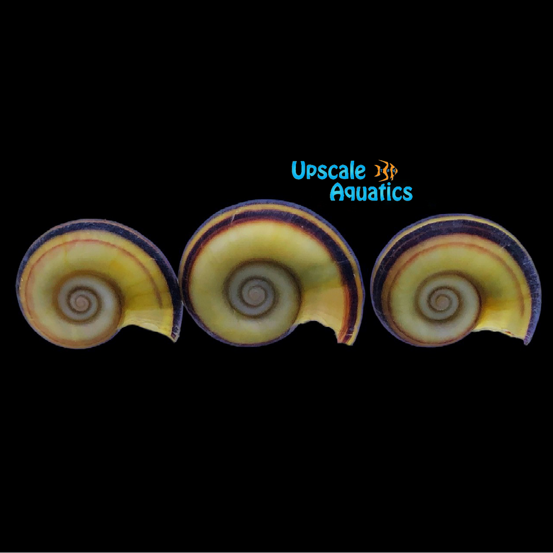 Colombian Giant Ramshorn Snail (Marissa cornuarietis)