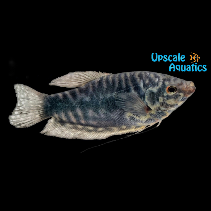 Opaline Gourami (Trichopodus trichopterus)