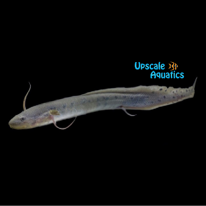 West African Lungfish (Protopterus annectens)