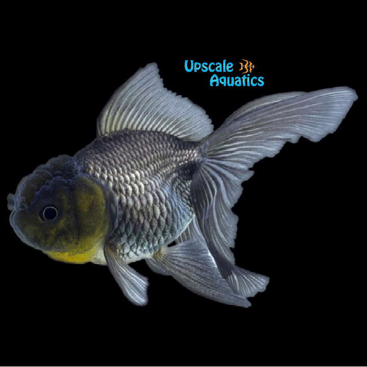 Blue Oranda Goldfish (Carassius auratus)