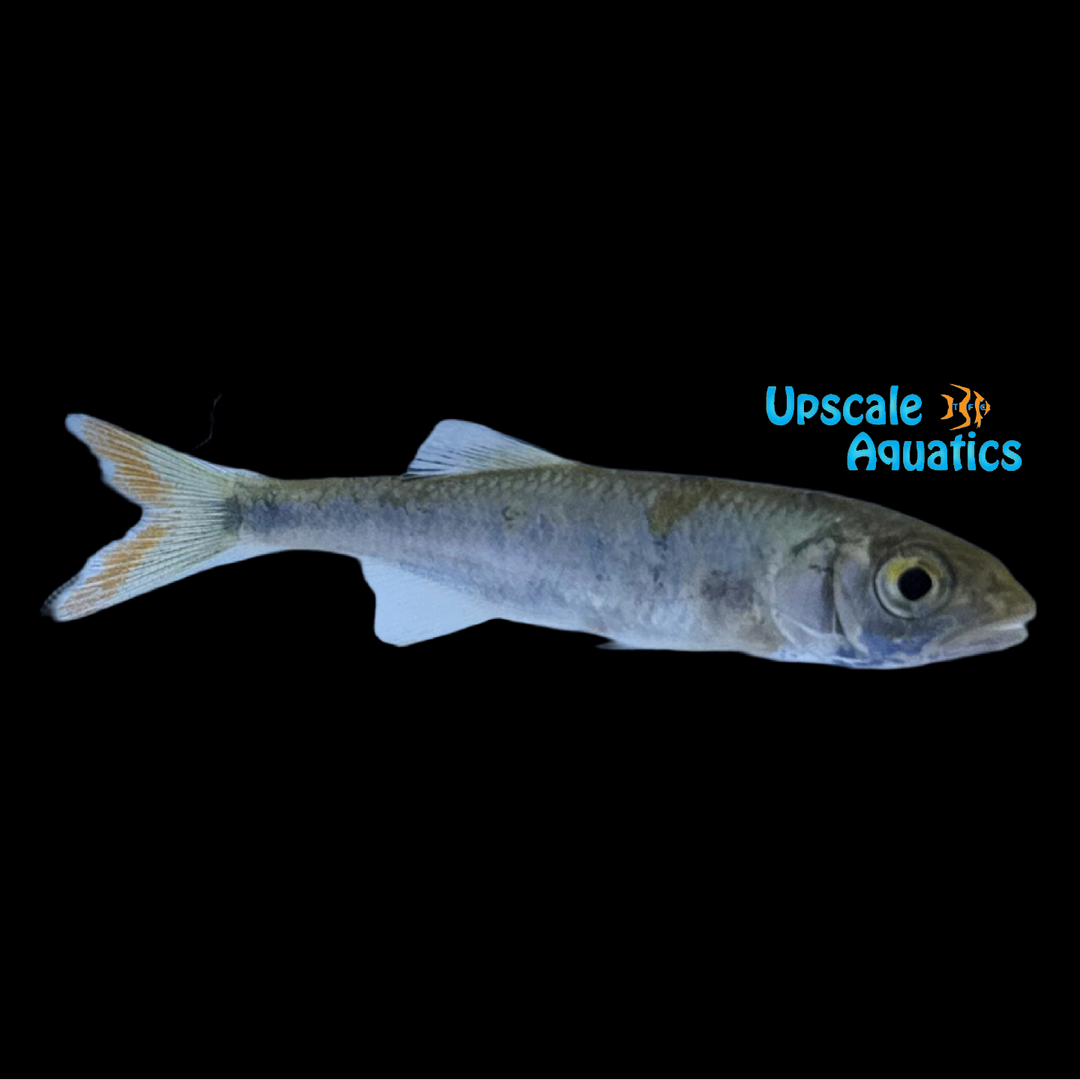 Redtail African Trout (Opsaridium ubangiense)