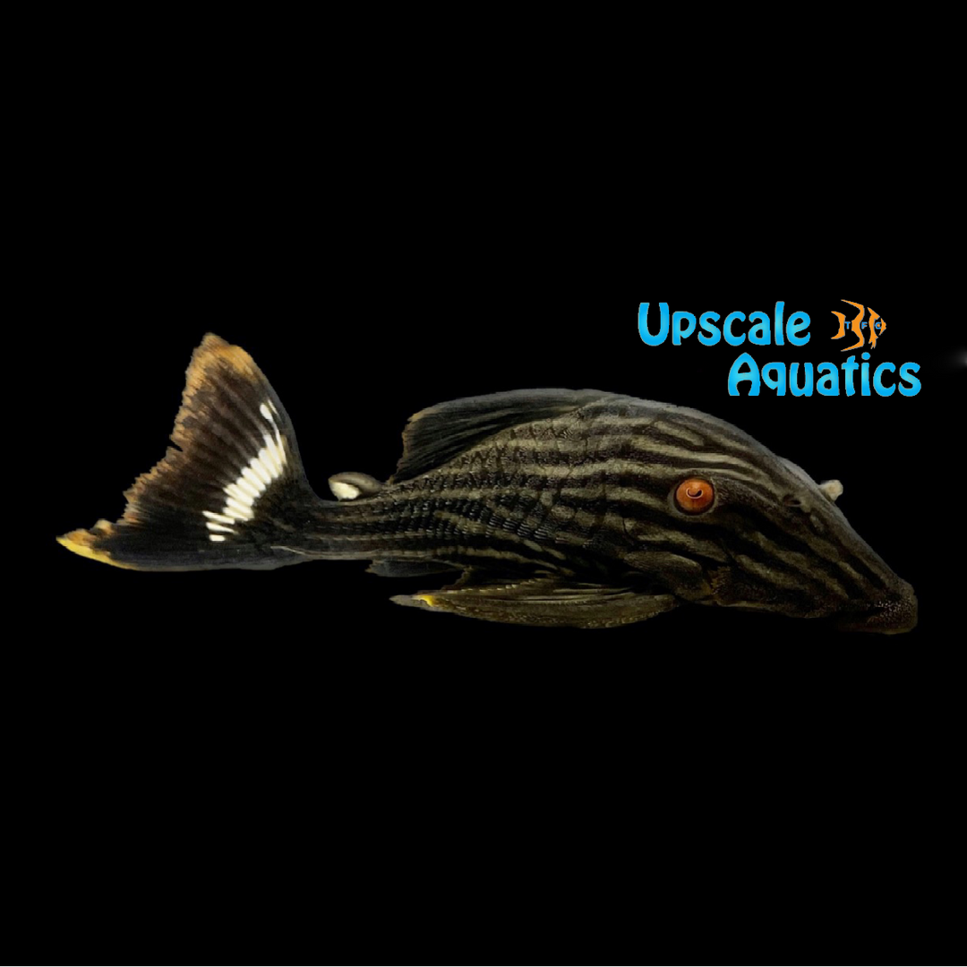 Royal Pleco L190 (Panaque nigrolineatus)