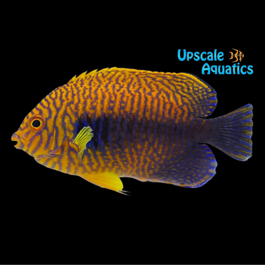 Potter's Angelfish (Centropyge potteri)