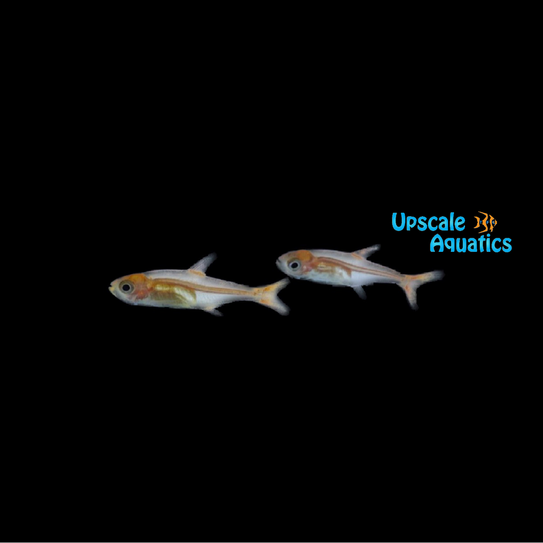Ember Tetra (Hyphessobrycon amandae)