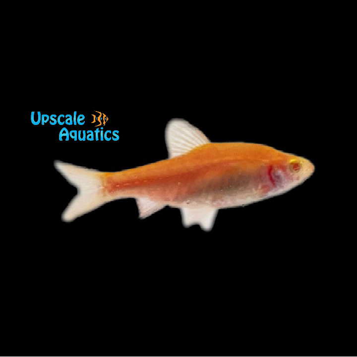 Albino Cherry Barb (Puntius titteya albino)
