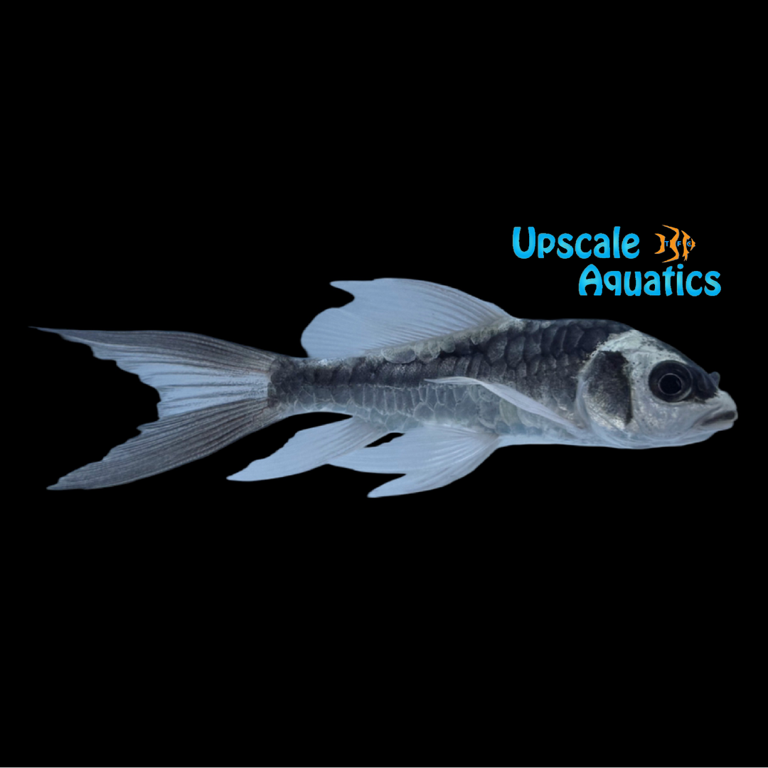 Panda Mayan Butterfly Koi (Cyprinus carpio)