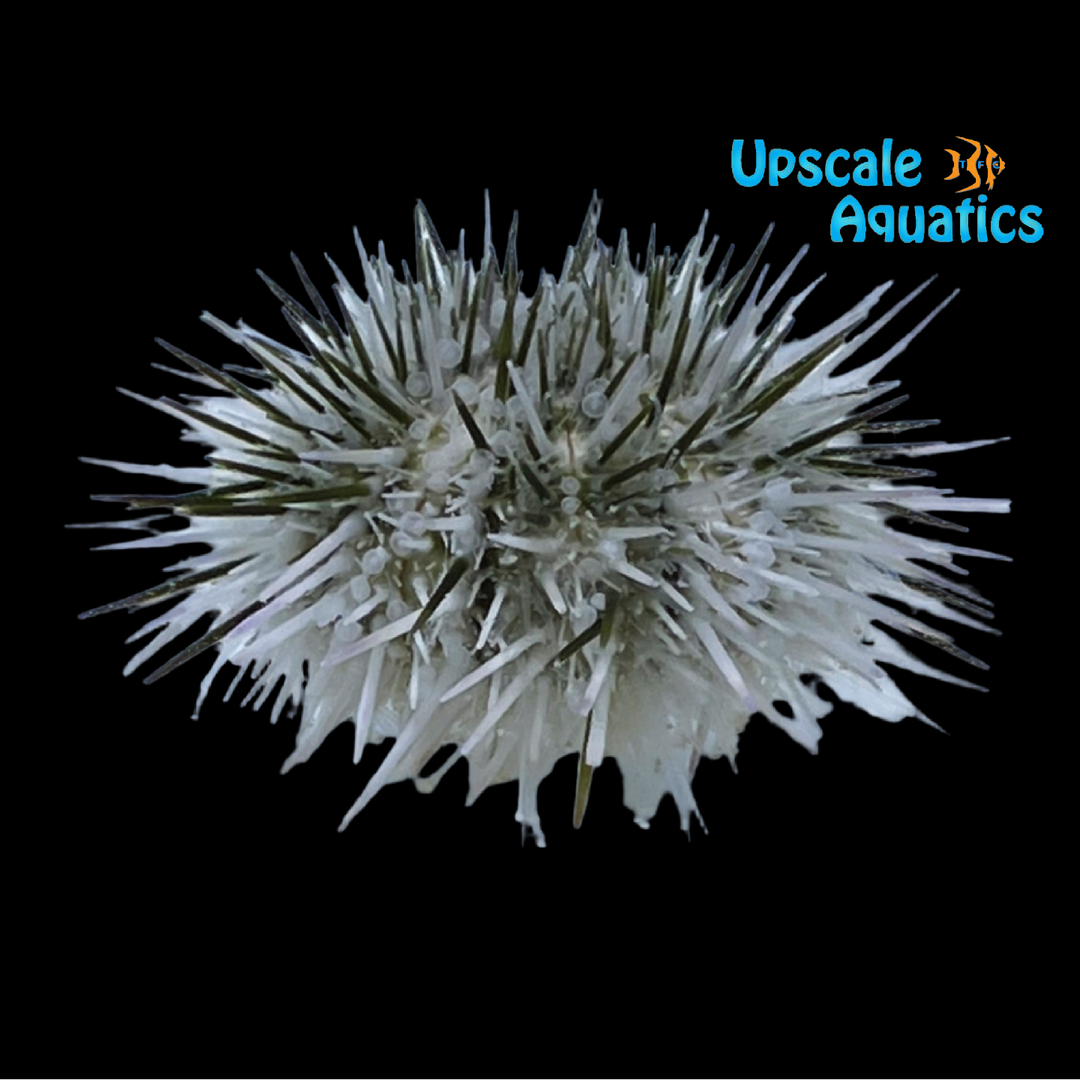 Jewel Urchin 'Captive Bred' (Lytechinus williamsi)