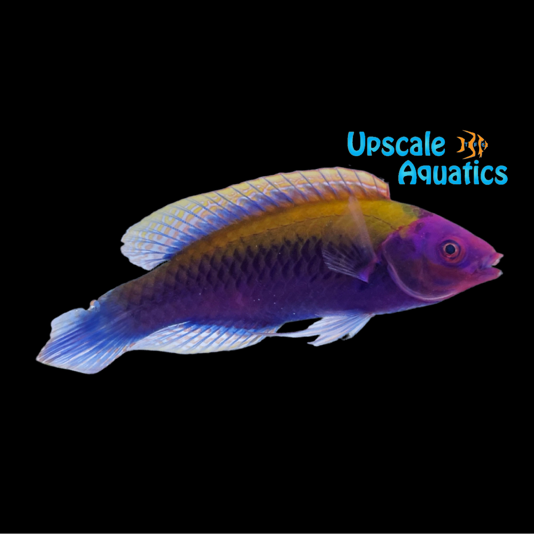 Orange Back Fairy Wrasse (Cirrhilabrus aurantidorsalis)