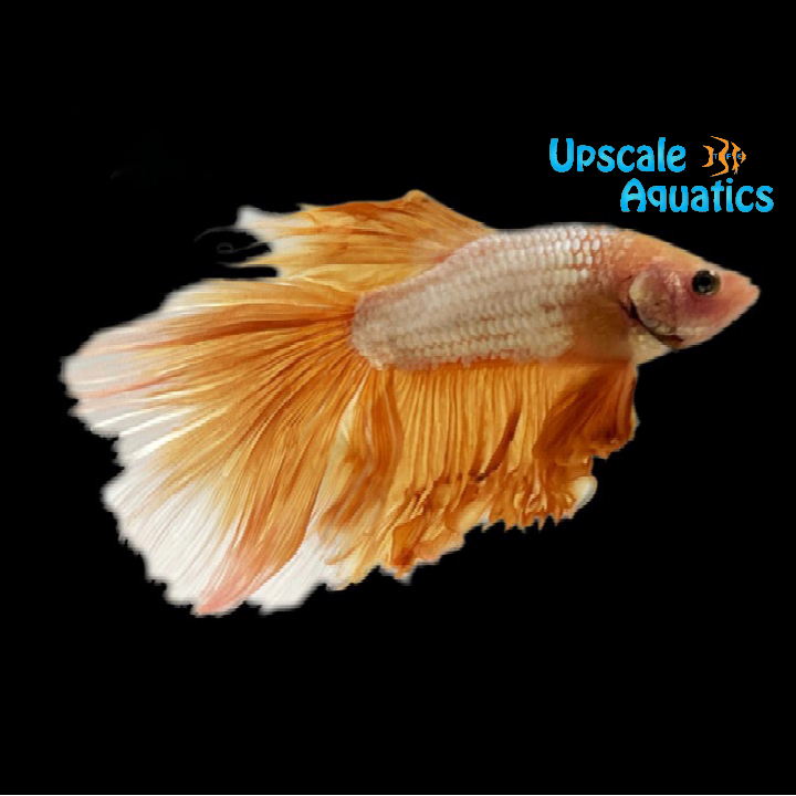 Yellow Dragon Halfmoon Betta - Male (Betta splendens)