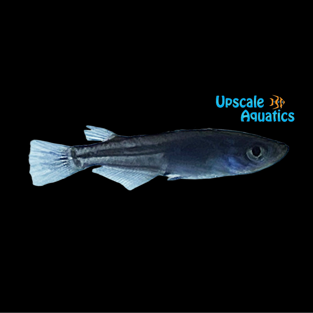 Black Medaka Ricefish (Oryzias latipes)