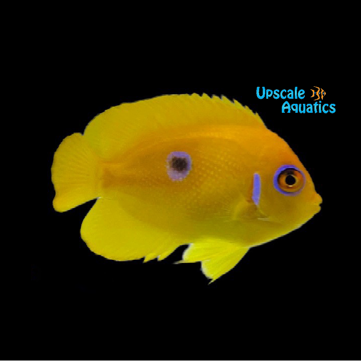 Blue Spot Lemonpeel Angelfish (Centropyge flavissima)