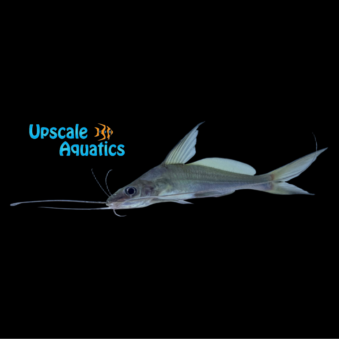 Silver Lancer Catfish (Mystus bocourti)