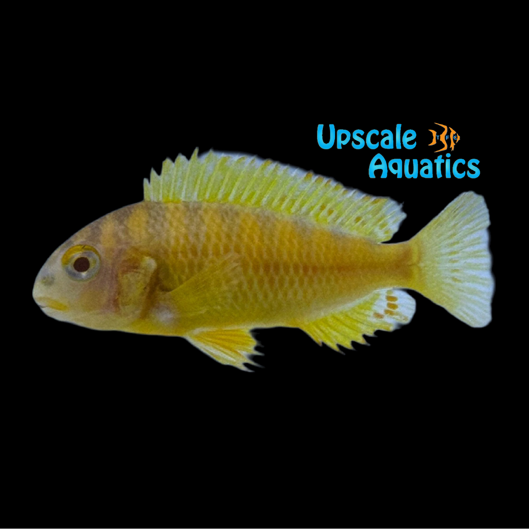 Albino Brichardi Tropheus (Tropheus brichardi 'Kipili')